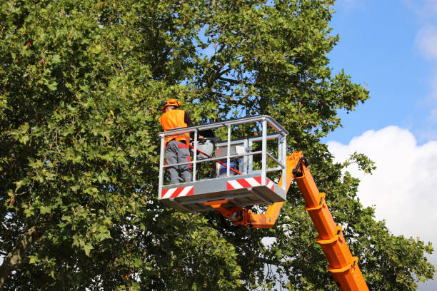 Best Tree Preservation Services  in Smithfield, UT