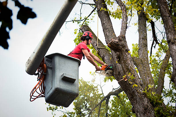 Best Tree Maintenance Programs  in Smithfield, UT